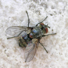 Hubneria affinis