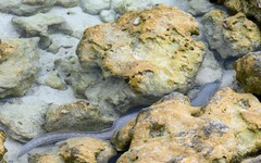 Gymnothorax pictus