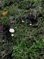 Cystolepiota seminuda