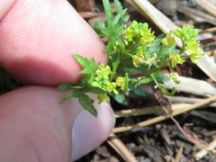 Rorippa curvisiliqua