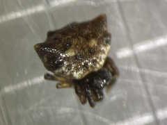 Thelacantha brevispina