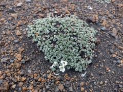 Geranium ecuadoriense