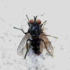 Hubneria affinis