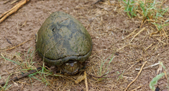 Kinosternon hirtipes murrayi