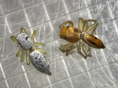 Cosmophasis lami