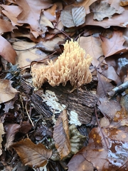 Ramaria stricta