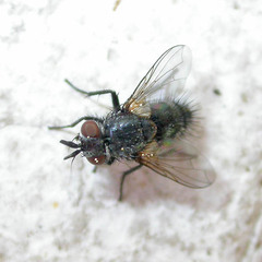Hubneria affinis