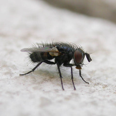 Hubneria affinis