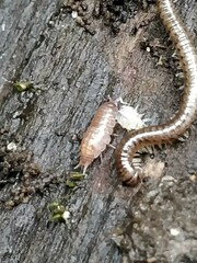 Trichoniscus pusillus