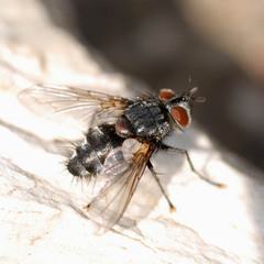 Hubneria affinis