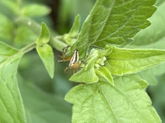 Oxyopes macilentus