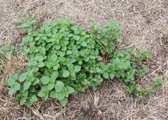 Ballota nigra