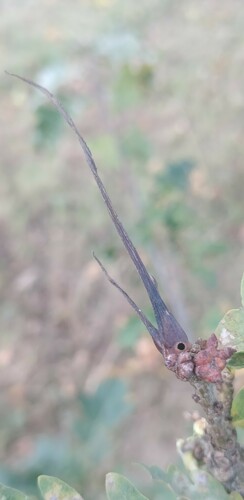 Ram's Horn Gall Wasp, Wageningen, Nederland, photo 7 of 10