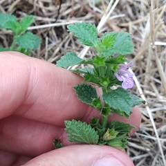 Ballota nigra