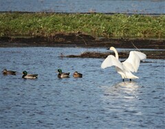Cygnus columbianus columbianus