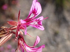 Pelargonium multicaule multicaule