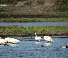 Cygnus columbianus columbianus