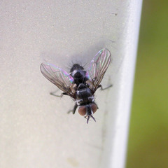 Microsoma exiguum