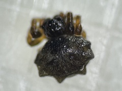 Thelacantha brevispina