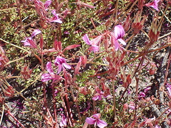 Pelargonium multicaule multicaule