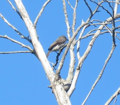 Muscicapa adusta adusta