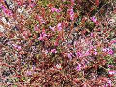 Pelargonium multicaule multicaule