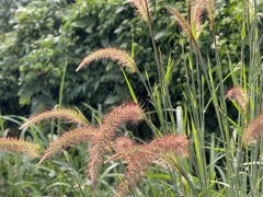 Cenchrus polystachios