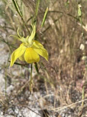 Moraea bituminosa
