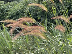 Cenchrus polystachios