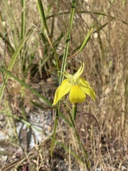 Moraea bituminosa