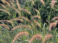 Cenchrus polystachios