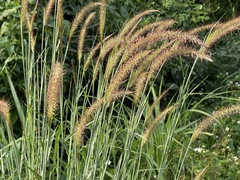 Cenchrus polystachios