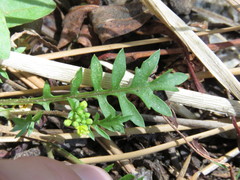 Rorippa curvisiliqua