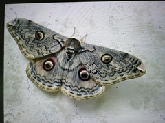 Saturnia lindia