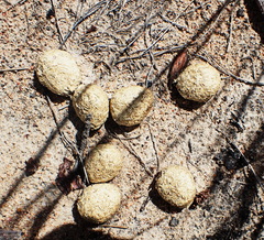 Pronolagus saundersiae