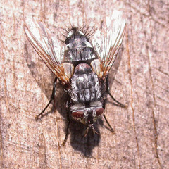 Parasetigena silvestris