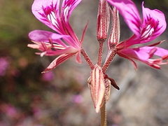 Pelargonium multicaule multicaule