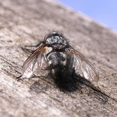 Parasetigena silvestris