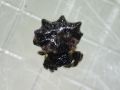 Thelacantha brevispina