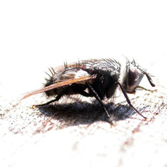 Parasetigena silvestris