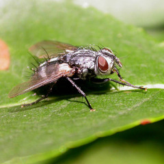 Parasetigena silvestris