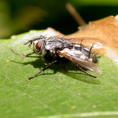 Parasetigena silvestris