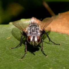 Parasetigena silvestris