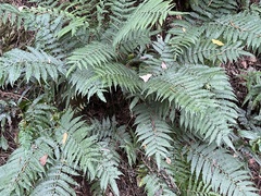 Pteris longipes