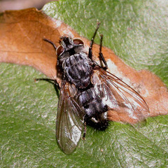 Parasetigena silvestris