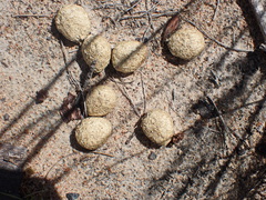 Pronolagus saundersiae