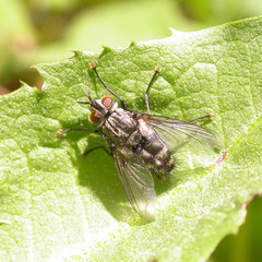 Parasetigena silvestris