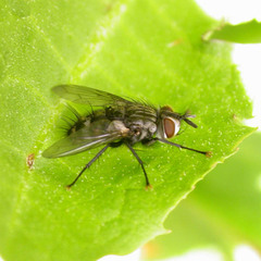 Parasetigena silvestris