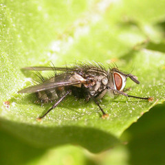 Parasetigena silvestris