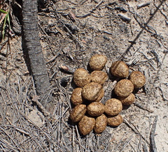 Pronolagus saundersiae